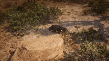 Legendary Cougar