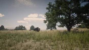 Legendary Tatanka Bison