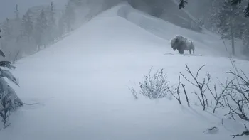 Legendary White Bison